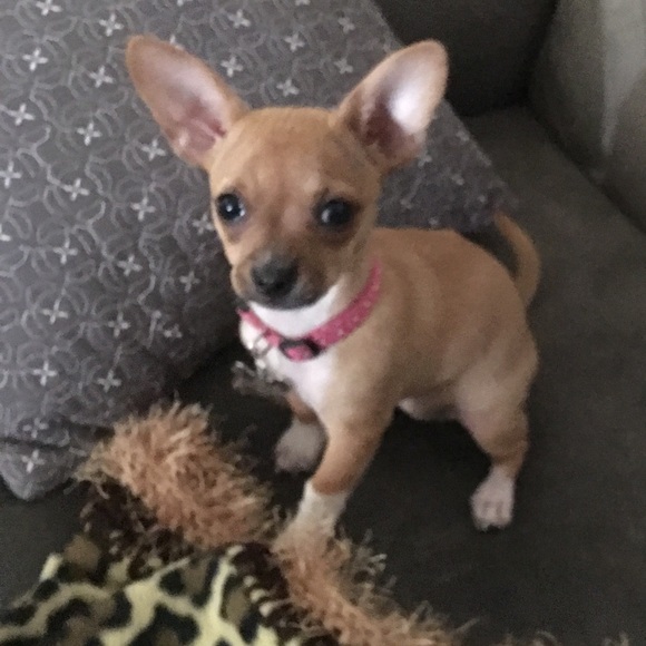 Meet your Posher, Jaxson - Picture 1 of 1